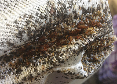 In the photo - bedbug eggs and bedbugs themselves in the old mattress