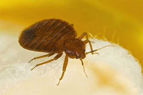 Photo bed bug close-up