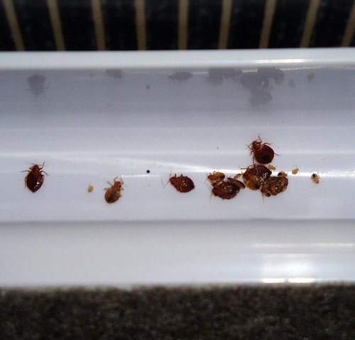 Bedbugs caught in such a trap will also have to be destroyed on their own.