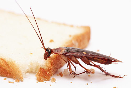 Cockroaches are attracted by the smell of food, which is used in traps for them.