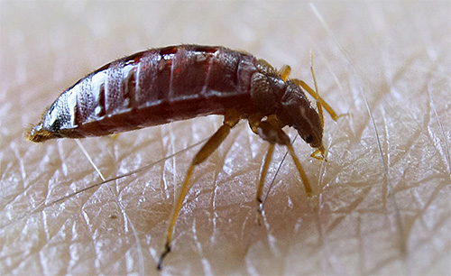 Bedbugs feed exclusively on blood, so they simply will not react to the bait with the smell of food.