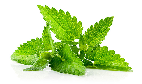 Ground mint leaves are mixed with pomegranate juice and rubbed into the head