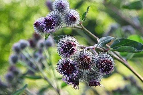 Broth of burdock has insecticidal properties, so it will be effective in the fight against lice