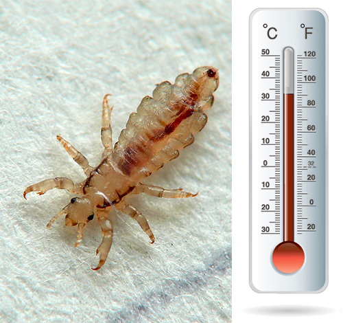 Lice and nits are quite sensitive to cold and high temperatures: let's see how this can be used to combat parasites.