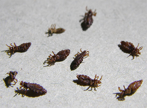Lice begin to die already at temperatures above +40 degrees Celsius