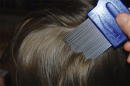 At a temperature of +42 degrees, lice become so weak that it is easy to comb them out later.