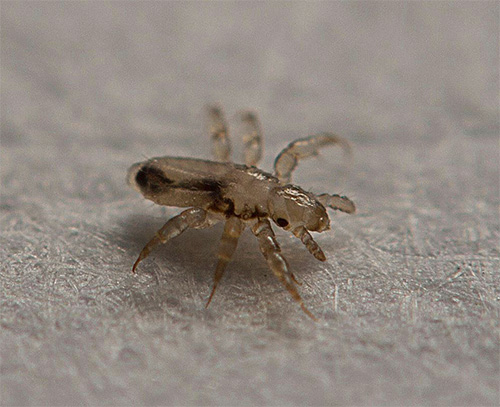 We must remember that new lice larvae can hatch from surviving nits.