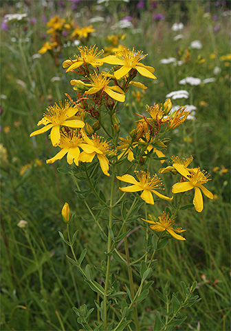 Decoction Hypericum will not only help in the destruction of lice in a child, but also heal hair