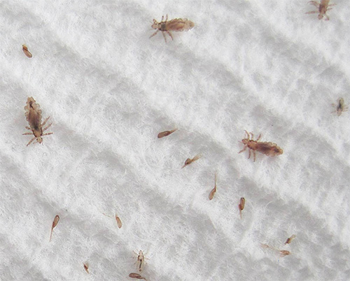 Lice and nits comfortably comb over a white sheet