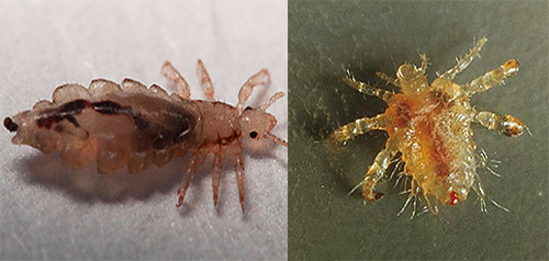 Find out what types of lice are parasitic on a person