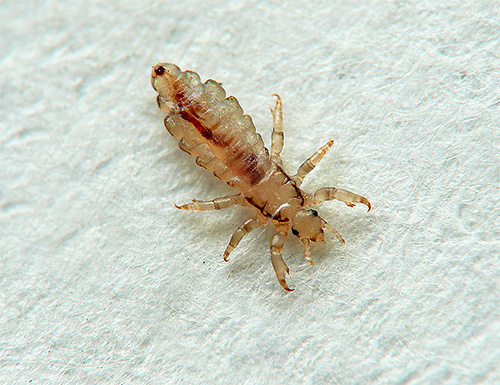 Body louse on fabric