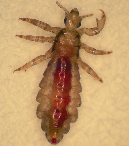 The photo shows a drop of blood in the stomach of a head louse.