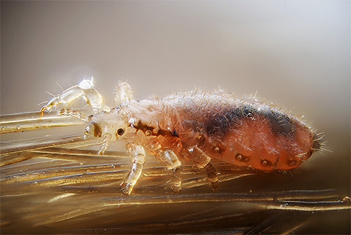 Head louse on a bundle of hair