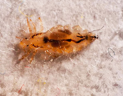 Let's talk about laundry lice, their peculiarities of life and potential danger to humans