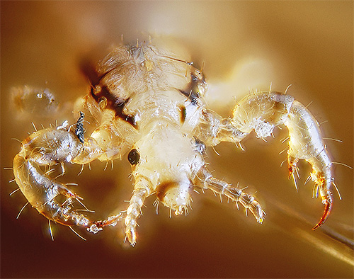 Stiletto-like outgrowths in the mouth lice pierce the skin