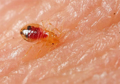 The photo shows the bedbug larva
