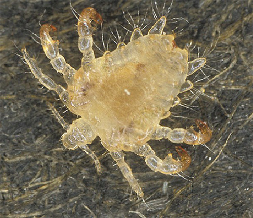 Den pubic louse är liknande som en mikroskopisk krabba
