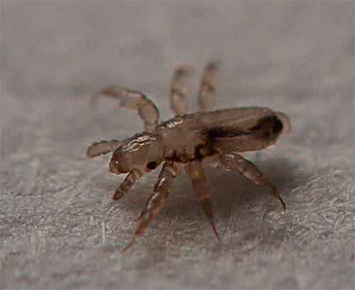 In the photo - nymph linen louse