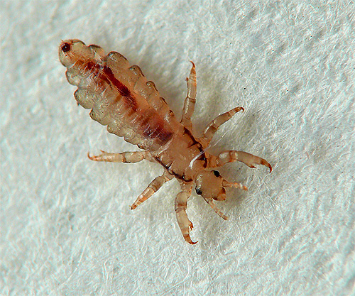 Adult clothes louse