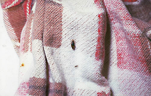 Linen louse on clothes