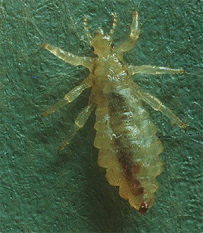 Chitin covers of lice translucent lice, with a sufficient magnification can be considered the inside of an insect