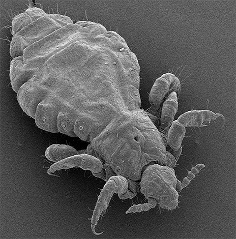 Linen louse under the microscope