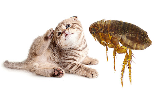 In fact, it is not so important for cat fleas whether to bite a cat or a person. But first things first...