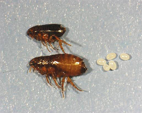 Adult cat fleas and their eggs