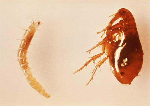 This is how the larva (on the left) and the adult cat flea (on the right) look