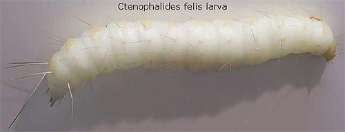 Larva cat flea