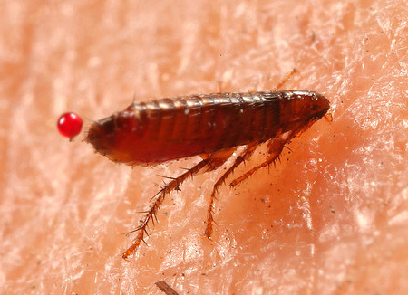 Combing flea bites can lead to secondary infections.