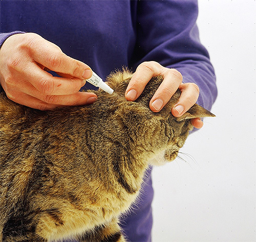 Insecticide drops are applied to the withers and along the cat's spine.