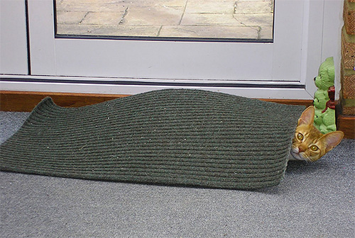 To prevent the appearance of fleas in a pet, you need to regularly shake out all the mats and bedding.