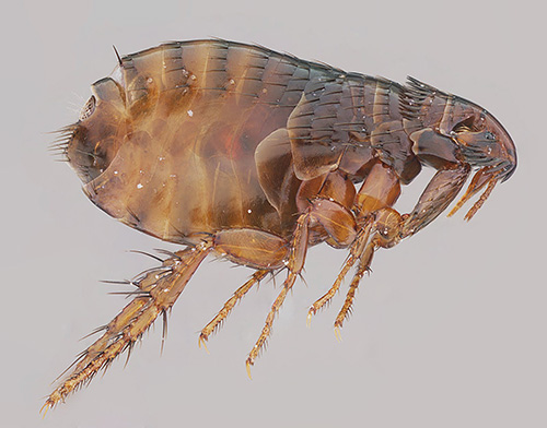 And here the structure of a flea can be seen in full detail.
