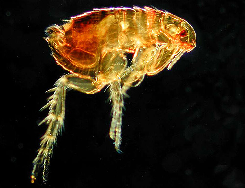 Photograph of a cat flea taken with a microscope