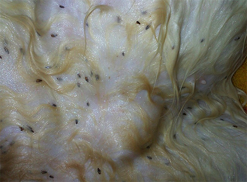 Flea accumulation in animal fur