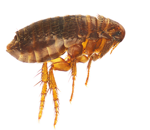 And this photo shows a dog flea.