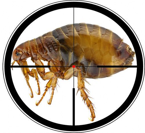 We understand how and what can effectively treat an apartment from fleas ...