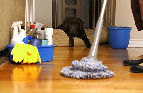 After treatment of the apartment from fleas you need to carry out wet cleaning and airing.