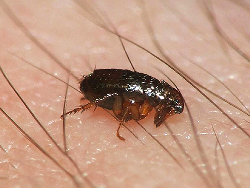 Some outdated insecticides are quite capable of destroying fleas in an apartment, but at the same time they can harm the health of residents.