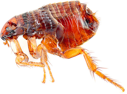 In some cases, fleas can develop resistance to the poison used.