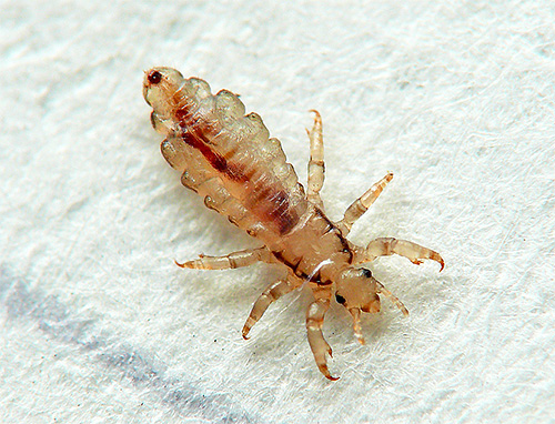 The appearance of lice in a dream may reflect concerns about their health.