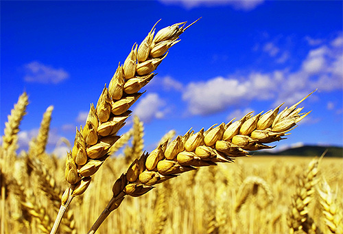 A dream with lice on the head of a child used to be considered a sign of a good harvest.