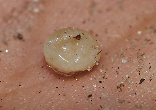 Sand flea female