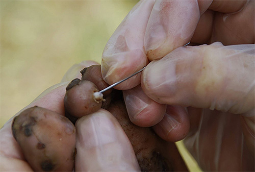 Sand flea extraction process