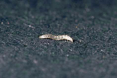 A flea larva feeds completely differently than an adult individual.