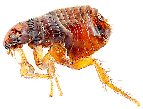 The photo shows an adult flea when magnified