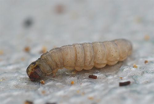 The flea larva differs from the adult individual in the same way that the wax moth larva shown in the photo differs from the moth butterfly.