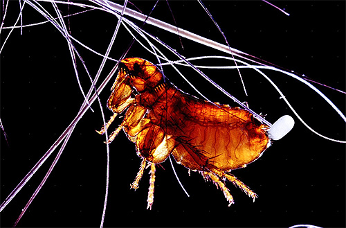 The flea begins the process of laying eggs.