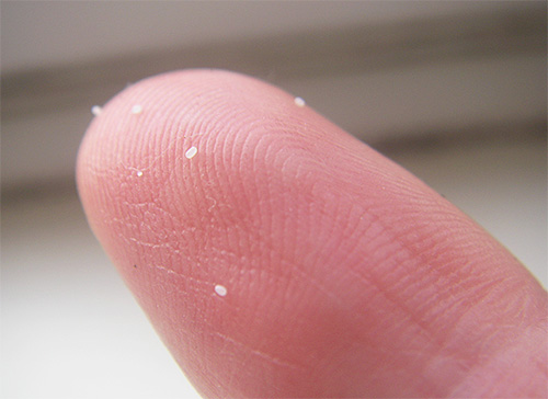 Flea eggs on finger